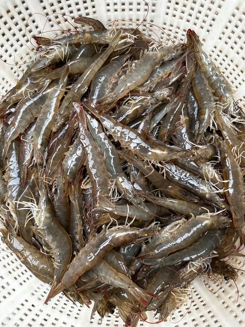 中国进口白对虾有哪几种品种?-第1张图片-宁夏农业信息网 中国进口白对虾有哪几种品种?-第1张图片-宁夏农业信息网