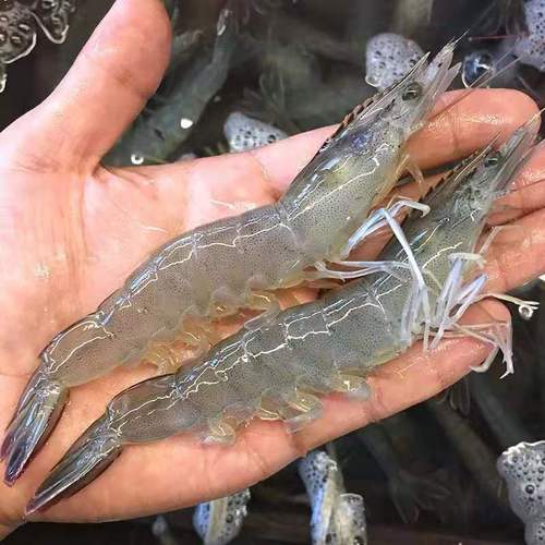 中国进口白对虾有哪几种品种?-第3张图片-宁夏农业信息网 中国进口白对虾有哪几种品种?-第3张图片-宁夏农业信息网