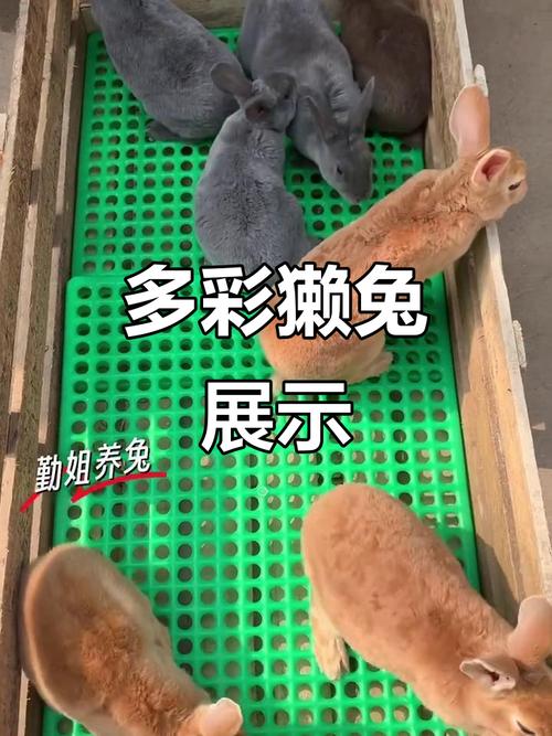 獭兔品种有哪些？-第1张图片-宁夏农业信息网