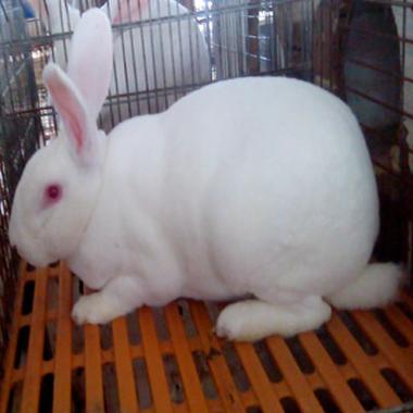 獭兔品种有哪些？-第2张图片-宁夏农业信息网
