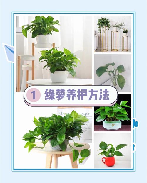 绿霸王如何繁殖？具体方法有哪些？-第2张图片-宁夏农业信息网