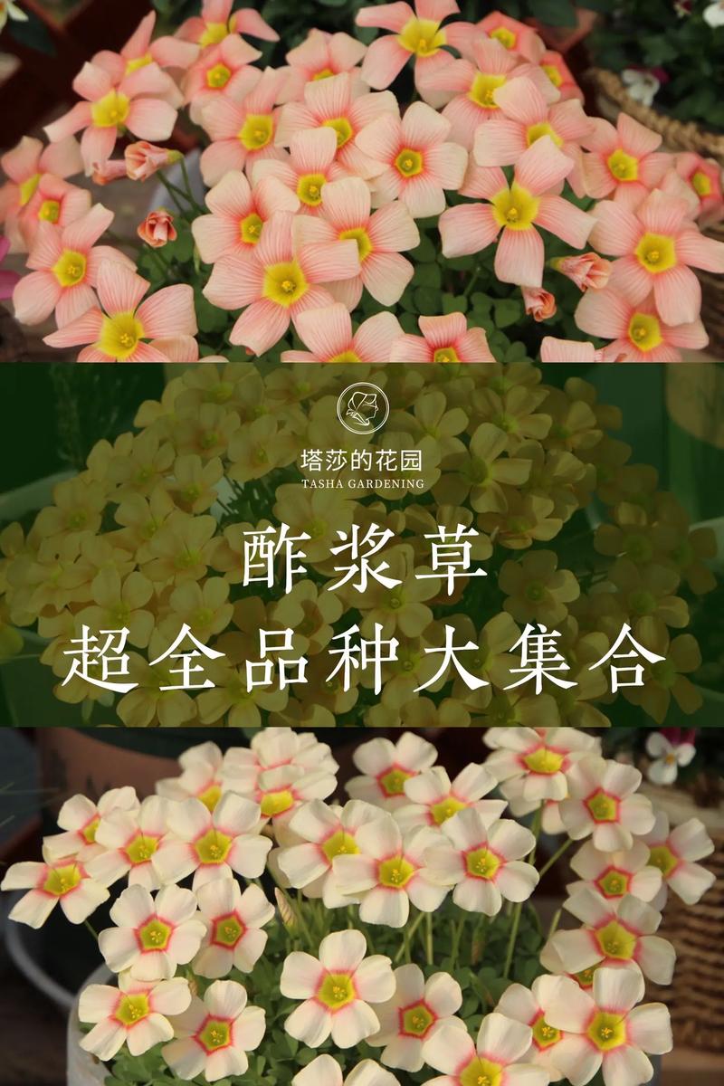 酢浆草品种名称图片有哪些？-第1张图片-宁夏农业信息网