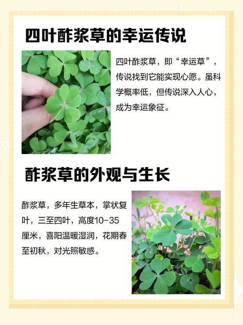 酢浆草品种名称图片有哪些？-第3张图片-宁夏农业信息网