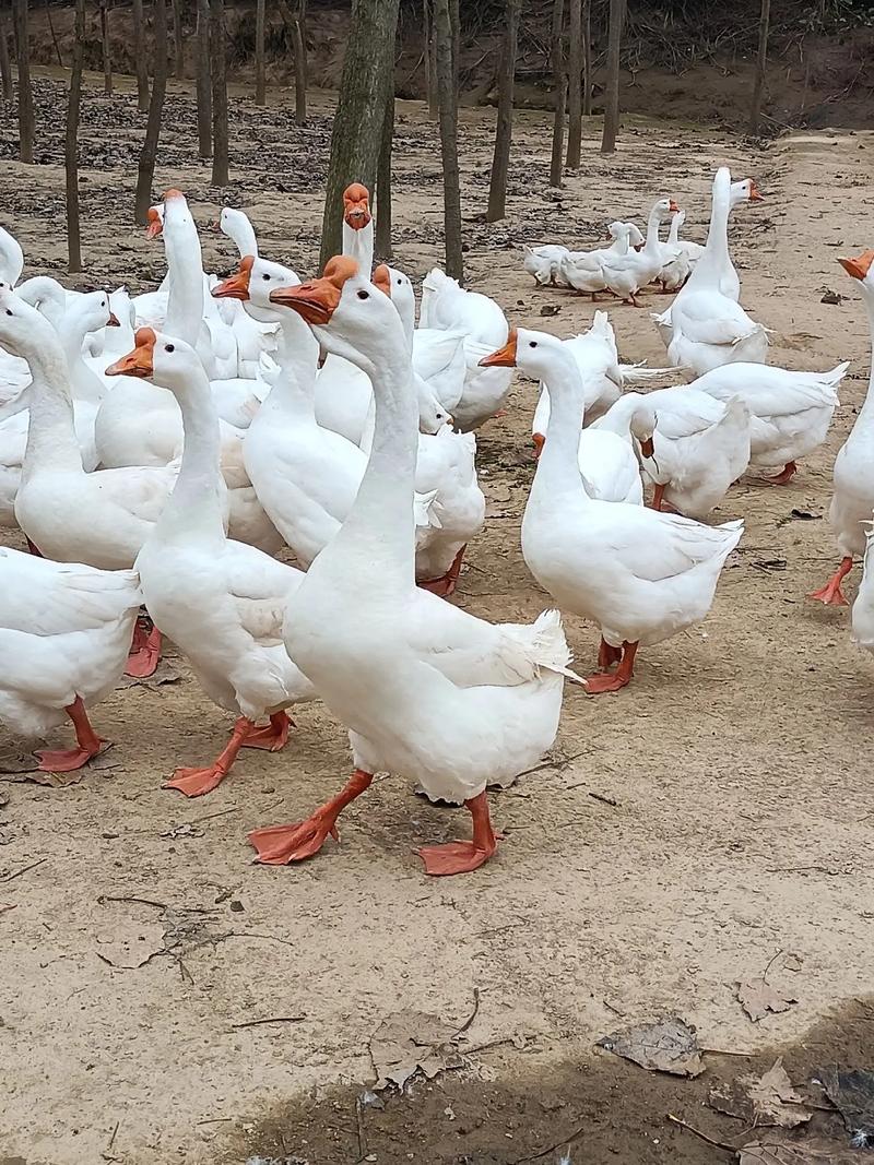 南方养鹅最优方法是什么？-第1张图片-宁夏农业信息网