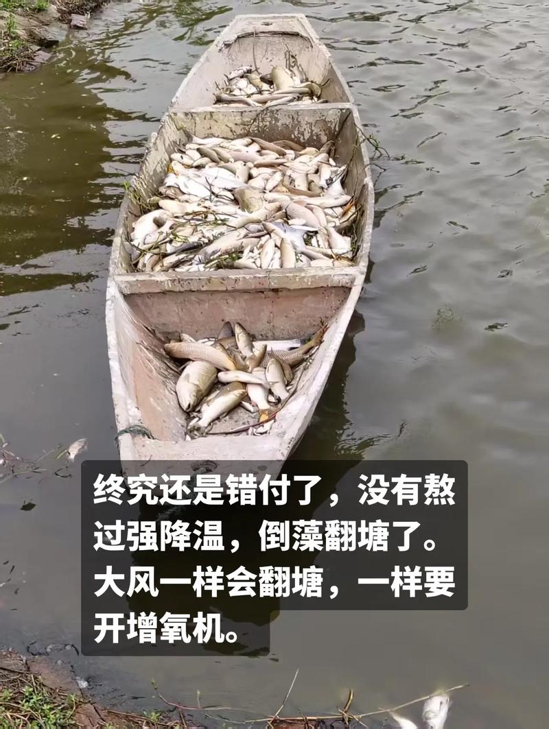 水产养殖高温天气怎么办？-第2张图片-宁夏农业信息网