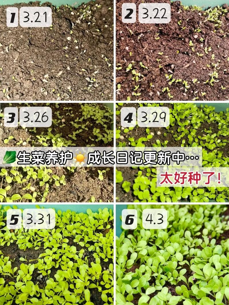 盆栽生菜何时种？怎么种才高产？-第1张图片-宁夏农业信息网