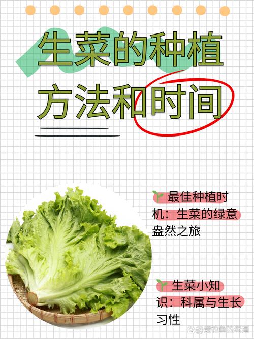 盆栽生菜何时种?怎么种才高产?-第2张图片-宁夏农业信息网 盆栽生菜何时种?怎么种才高产?-第2张图片-宁夏农业信息网