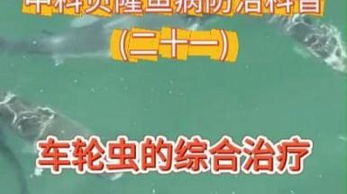 金鱼车轮虫病的防治方法-第1张图片-宁夏农业信息网