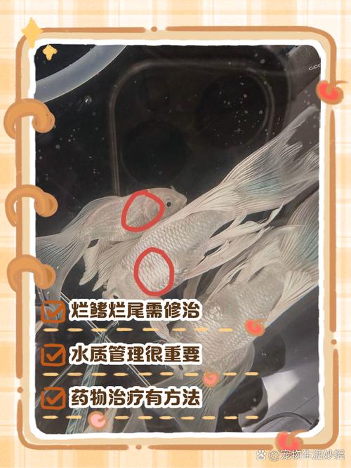 金鱼车轮虫病的防治方法-第3张图片-宁夏农业信息网