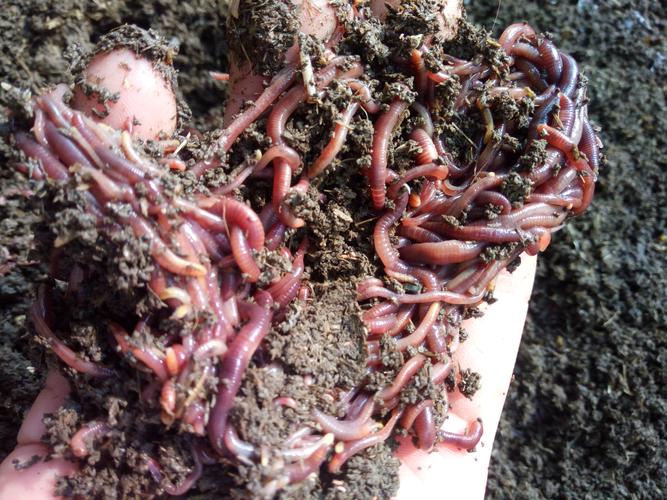 人工养殖常见蚯蚓品种有哪些？-第2张图片-宁夏农业信息网