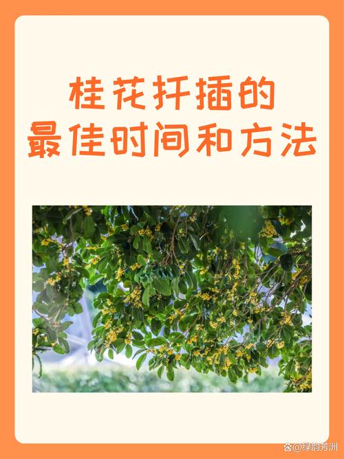 桂花树扦插最佳方法是什么？-第1张图片-宁夏农业信息网