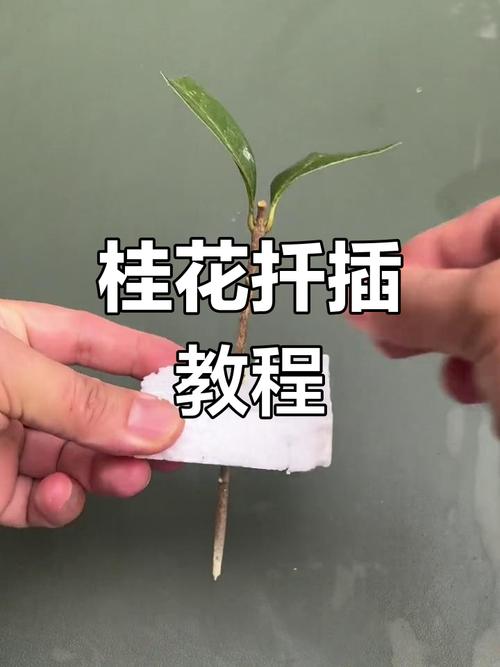 桂花树扦插最佳方法是什么？-第2张图片-宁夏农业信息网