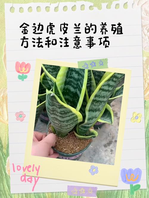 矮金边虎皮兰怎么养才好？-第1张图片-宁夏农业信息网