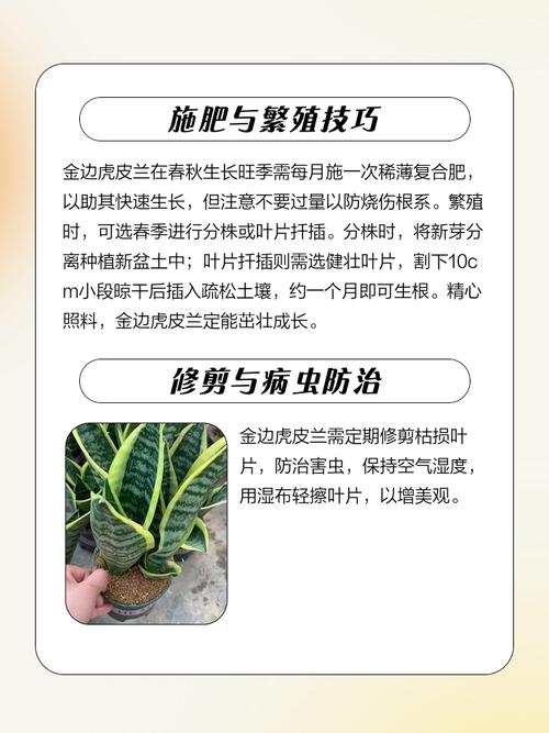 矮金边虎皮兰怎么养才好？-第2张图片-宁夏农业信息网