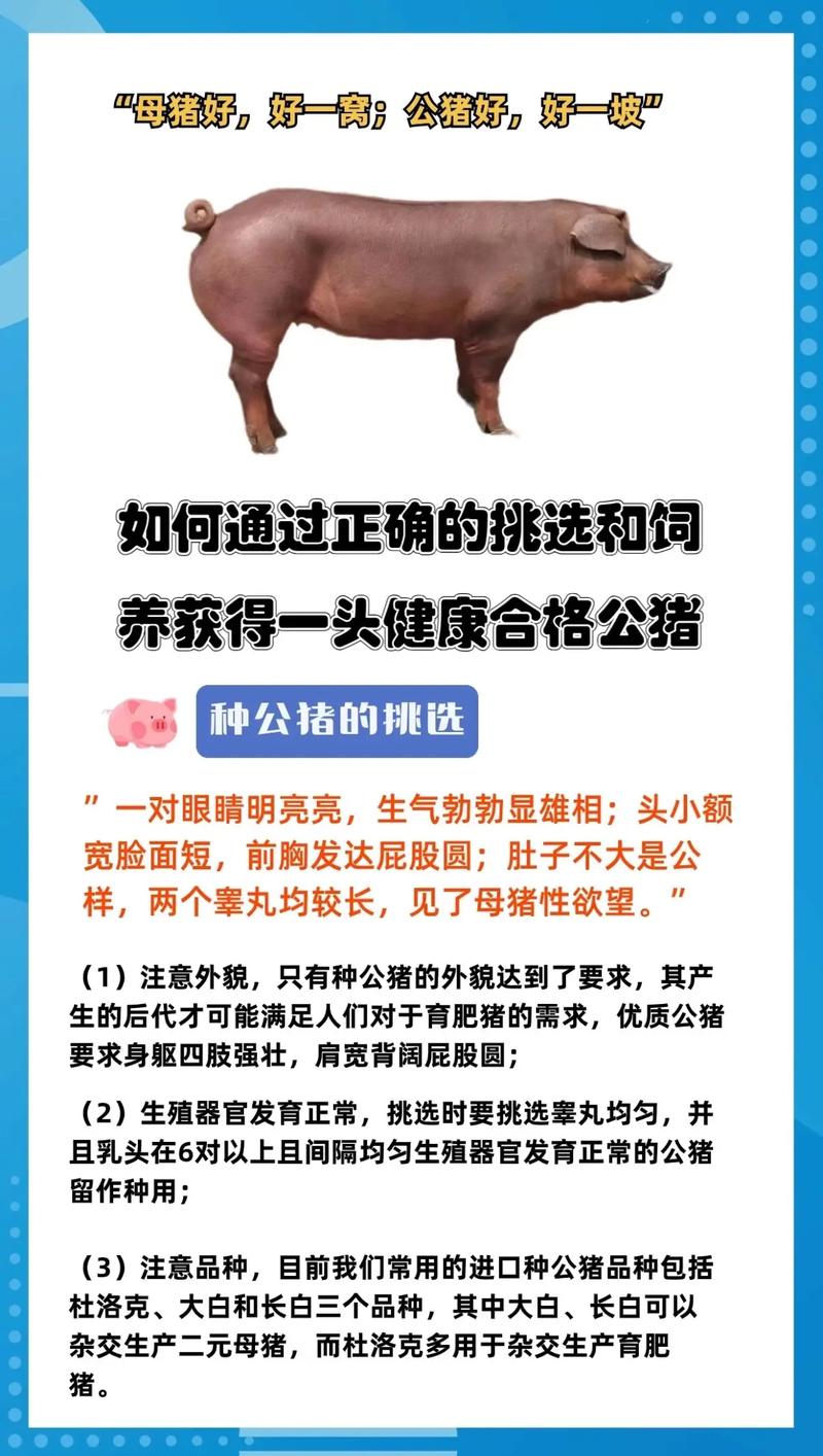 野猪饲养方法及注意事项-第2张图片-宁夏农业信息网 野猪饲养方法及注意事项-第2张图片-宁夏农业信息网