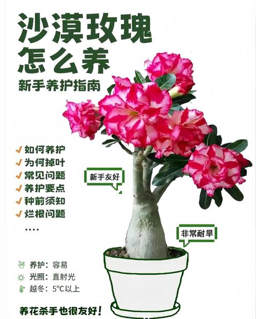 玫瑰花冬天种植方法有哪些？-第1张图片-宁夏农业信息网