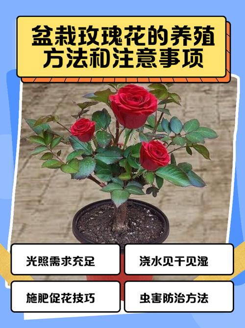 玫瑰花冬天种植方法有哪些？-第2张图片-宁夏农业信息网