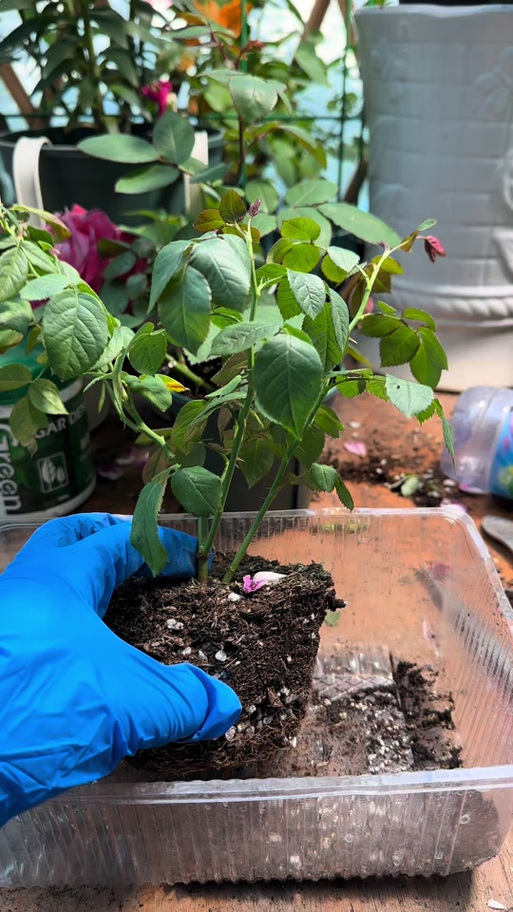 玫瑰花冬天种植方法有哪些？-第3张图片-宁夏农业信息网