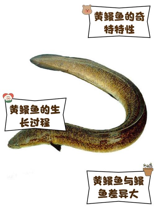 海鳗鱼品种有哪些？图片怎么认？-第1张图片-宁夏农业信息网