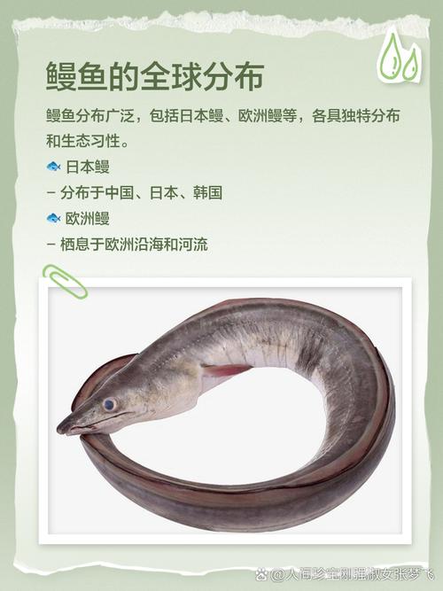 海鳗鱼品种有哪些？图片怎么认？-第2张图片-宁夏农业信息网