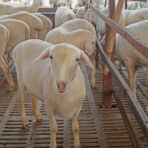 湖南适合养哪些绵羊品种?-第1张图片-宁夏农业信息网 湖南适合养哪些绵羊品种?-第1张图片-宁夏农业信息网