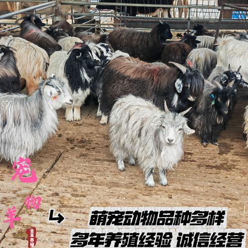 湖南适合养哪些绵羊品种?-第2张图片-宁夏农业信息网 湖南适合养哪些绵羊品种?-第2张图片-宁夏农业信息网