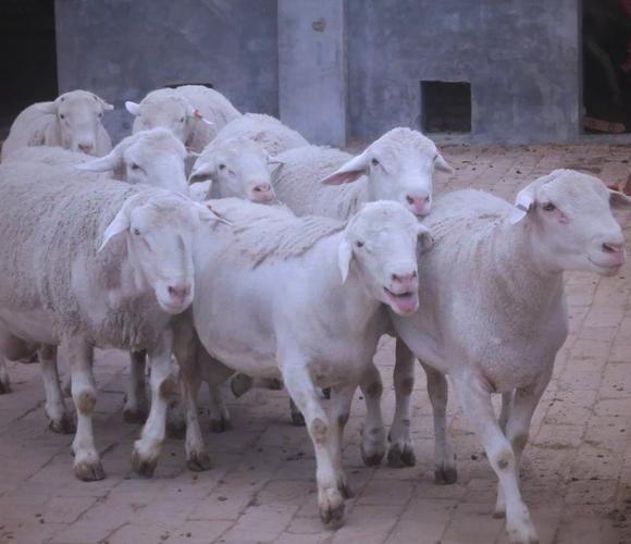湖南适合养哪些绵羊品种？-第3张图片-宁夏农业信息网