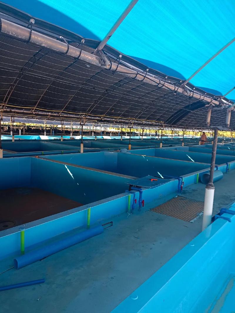 水产动物养殖环境具体包含哪些要素？-第2张图片-宁夏农业信息网