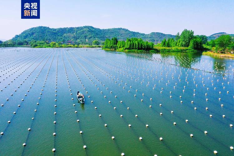 特色生态水库如何高效水产养殖?-第1张图片-宁夏农业信息网 特色生态水库如何高效水产养殖?-第1张图片-宁夏农业信息网