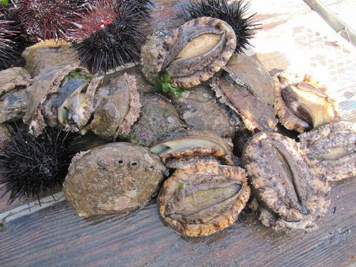 大连水产企业分布情况-第2张图片-宁夏农业信息网