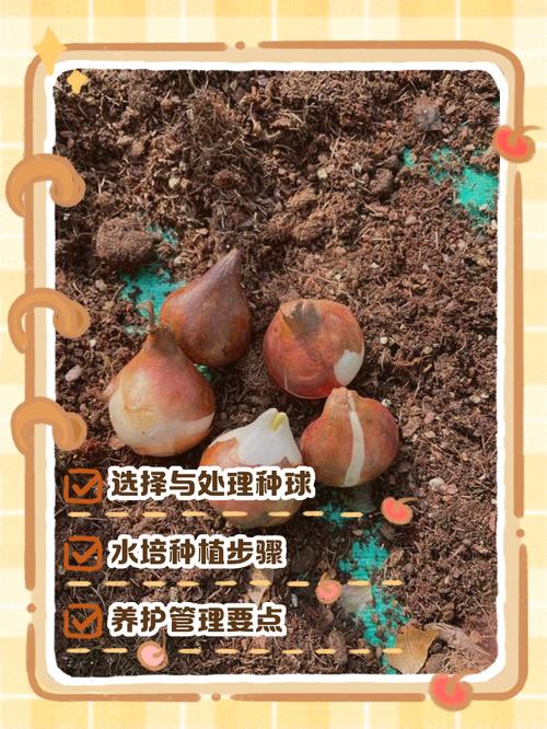 水培郁金香怎么养？步骤和技巧有哪些？-第2张图片-宁夏农业信息网