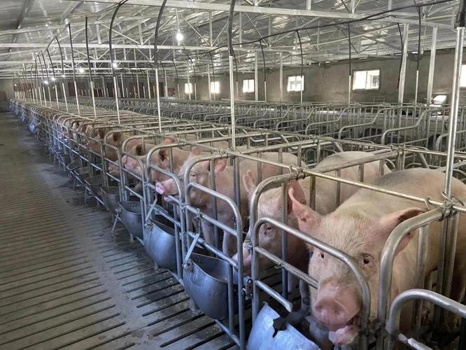 2025国外养殖新品种有哪些值得关注?-第3张图片-宁夏农业信息网 2025国外养殖新品种有哪些值得关注?-第3张图片-宁夏农业信息网