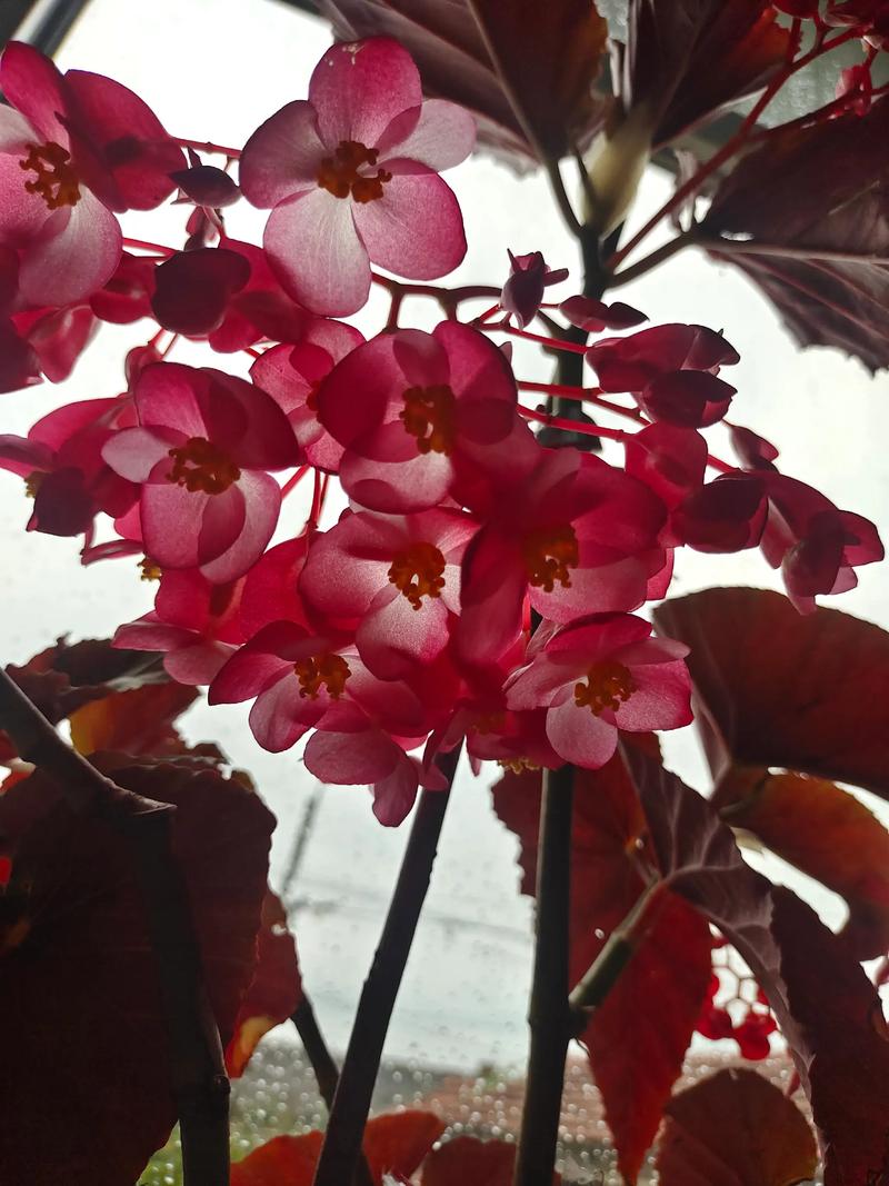 竹叶海棠花期如何养护延长？-第3张图片-宁夏农业信息网