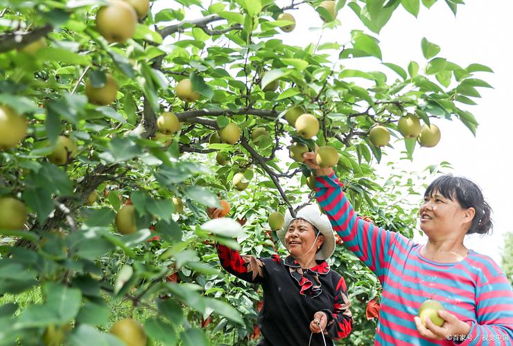 梨树怎么种？技术视频看这里！-第1张图片-宁夏农业信息网