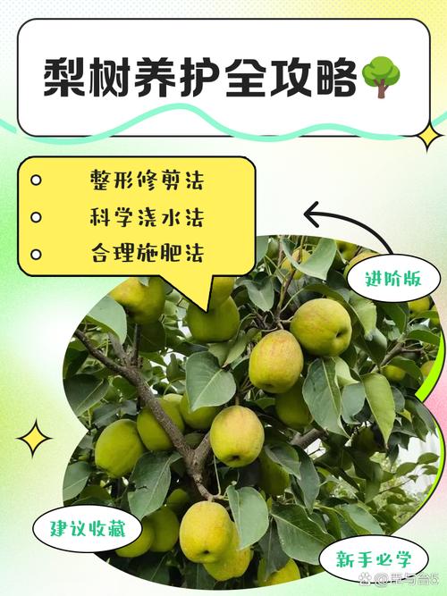 梨树怎么种？技术视频看这里！-第3张图片-宁夏农业信息网