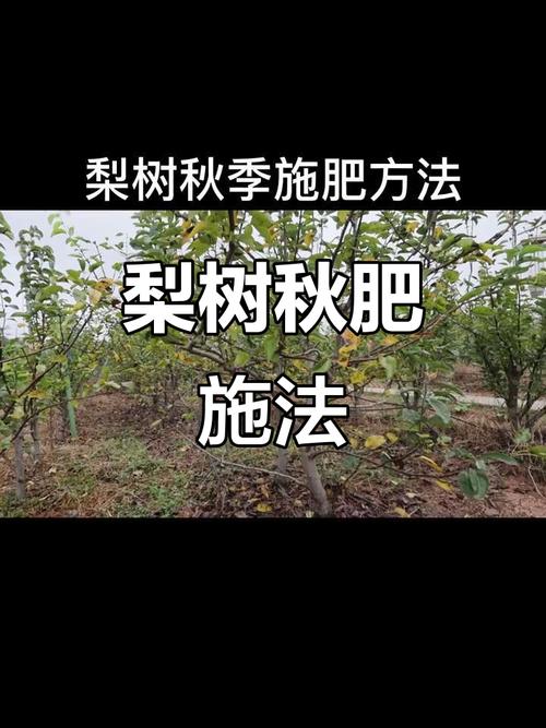 梨树怎么种？技术视频看这里！-第2张图片-宁夏农业信息网
