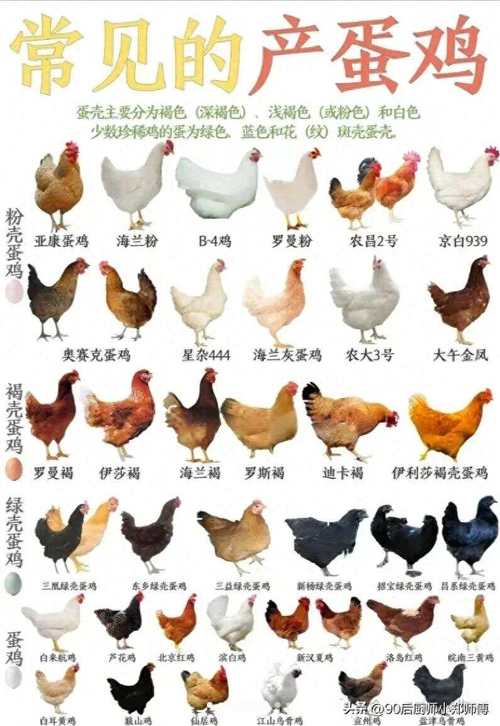 什么鸡品种产蛋率最高？-第1张图片-宁夏农业信息网