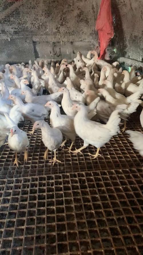 什么鸡品种产蛋率最高？-第2张图片-宁夏农业信息网