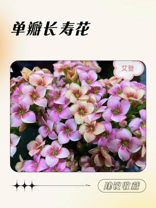 长寿花新品单瓣品种长啥样?-第2张图片-宁夏农业信息网 长寿花新品单瓣品种长啥样?-第2张图片-宁夏农业信息网