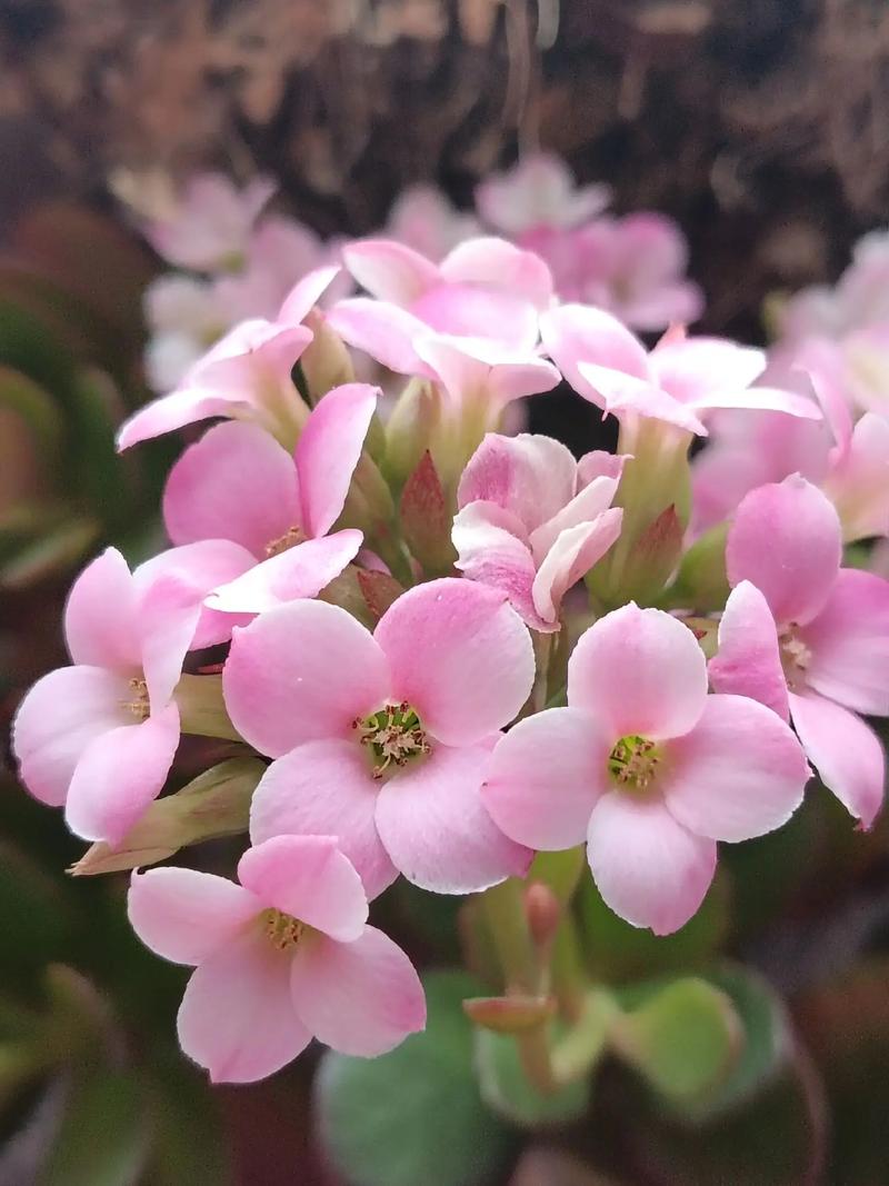 长寿花新品单瓣品种长啥样?-第3张图片-宁夏农业信息网 长寿花新品单瓣品种长啥样?-第3张图片-宁夏农业信息网