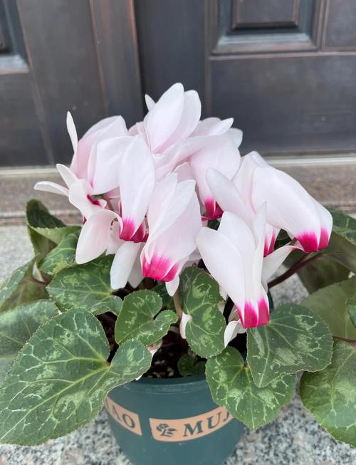 夏天不休眠的仙客来有哪些品种?-第1张图片-宁夏农业信息网 夏天不休眠的仙客来有哪些品种?-第1张图片-宁夏农业信息网