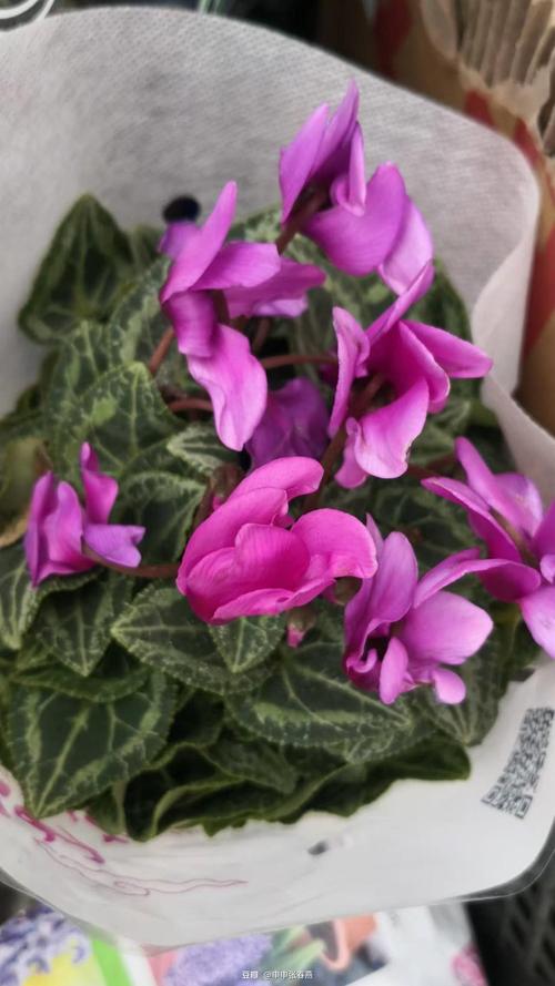 夏天不休眠的仙客来有哪些品种?-第2张图片-宁夏农业信息网 夏天不休眠的仙客来有哪些品种?-第2张图片-宁夏农业信息网