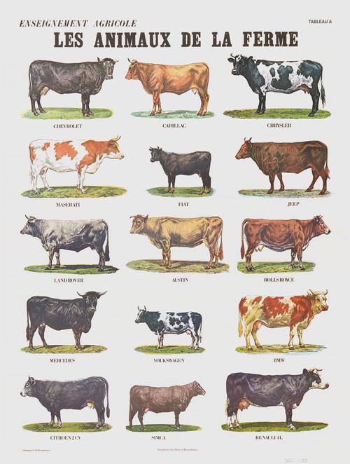 奶牛品种有哪些?-第2张图片-宁夏农业信息网 奶牛品种有哪些?-第2张图片-宁夏农业信息网