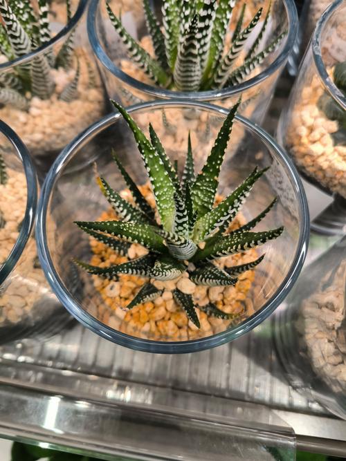 芦荟哪个品种美容效果好-第2张图片-宁夏农业信息网