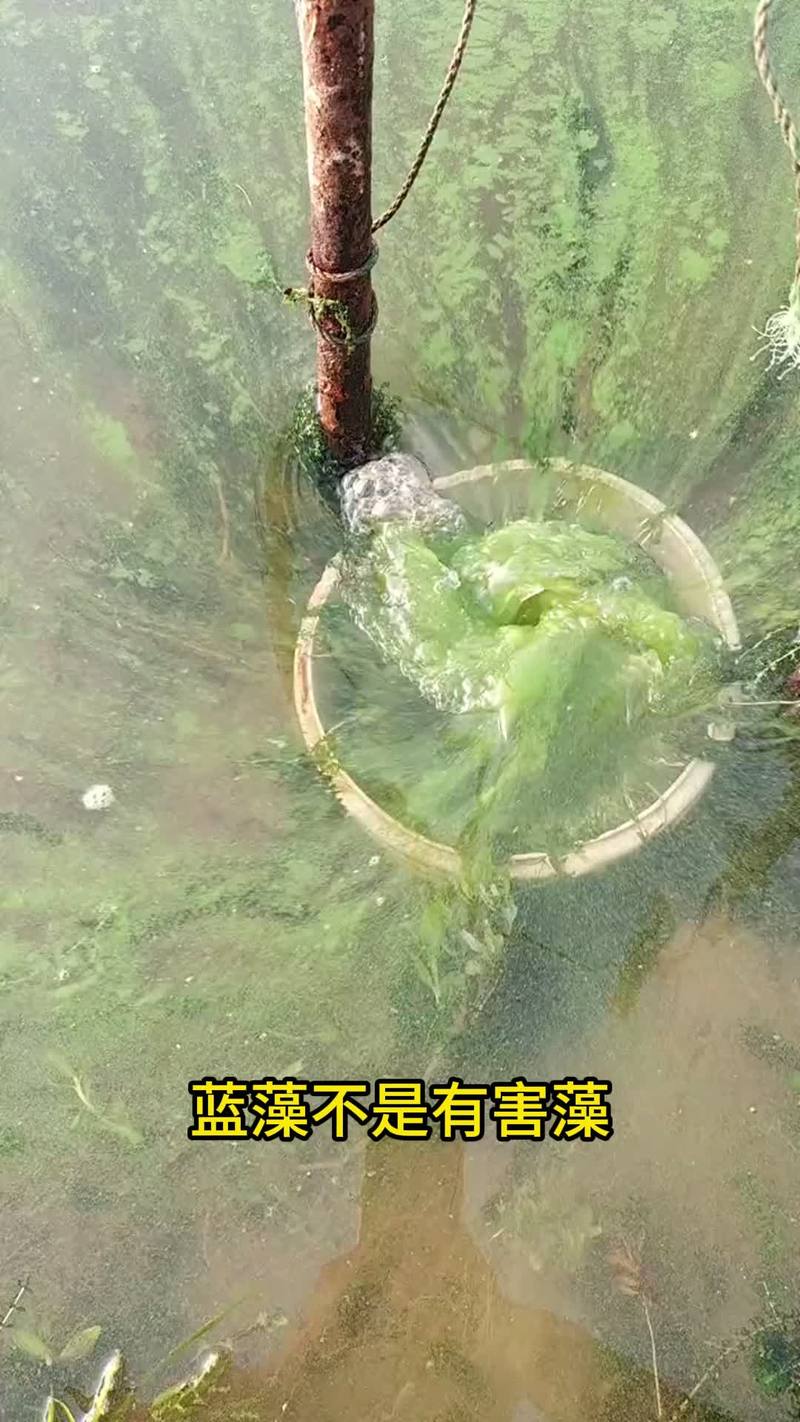 养殖塘口蓝藻的处理方法-第1张图片-宁夏农业信息网