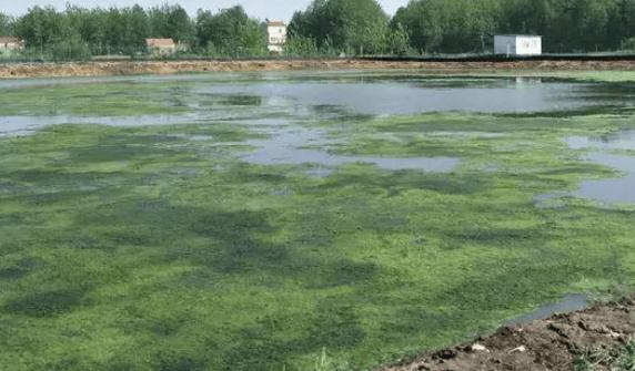 养殖塘口蓝藻的处理方法-第2张图片-宁夏农业信息网