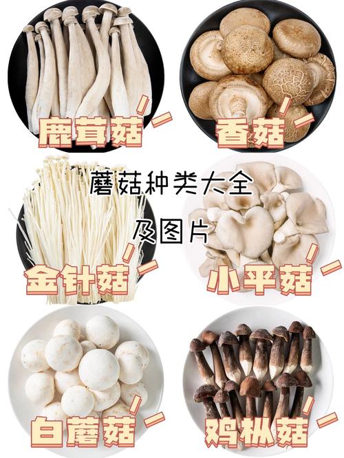 所有可种植蘑菇品种有哪些？-第2张图片-宁夏农业信息网