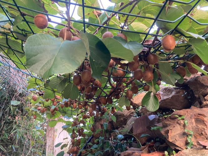 现在种什么水果品种最赚钱？-第3张图片-宁夏农业信息网