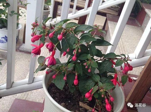 倒挂金钟怎么养才爆花？-第1张图片-宁夏农业信息网