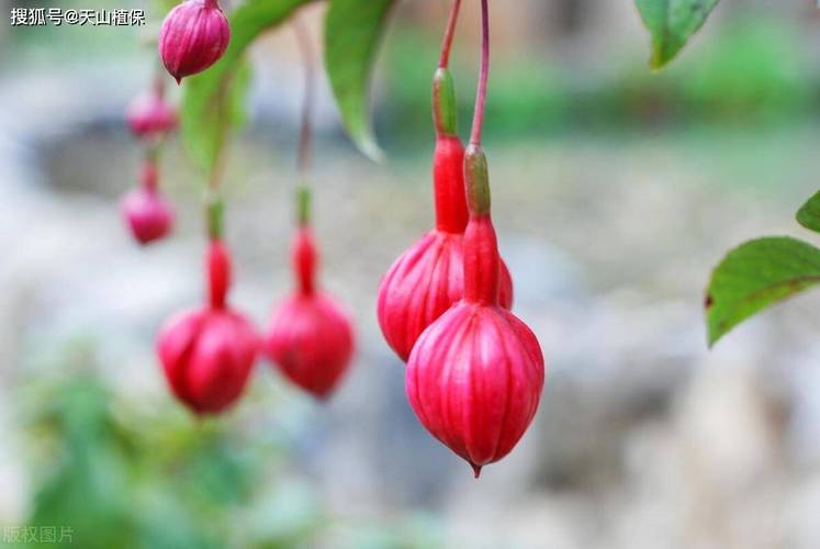 倒挂金钟怎么养才爆花？-第2张图片-宁夏农业信息网